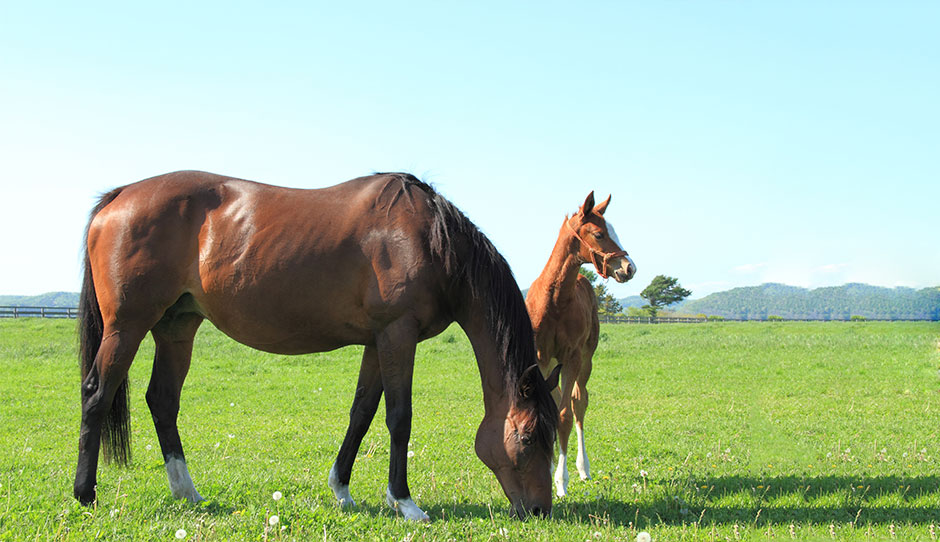 食事をする馬