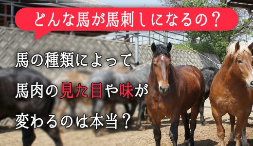 どんな馬が馬刺しになるの？馬の種類によって馬肉の見た目や味が変わるのは本当？