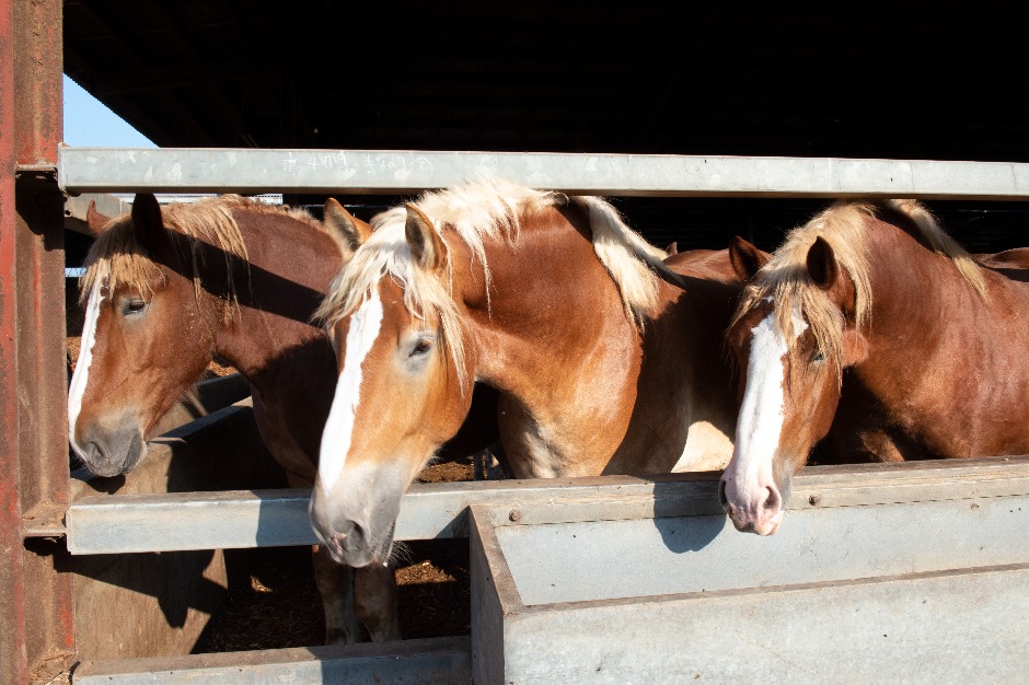 馬肉を食べる文化がある国は 日本と海外の食文化の違い 馬肉総論 馬肉を食べる文化がある国は 日本と海外の食文化の違い 馬肉総論