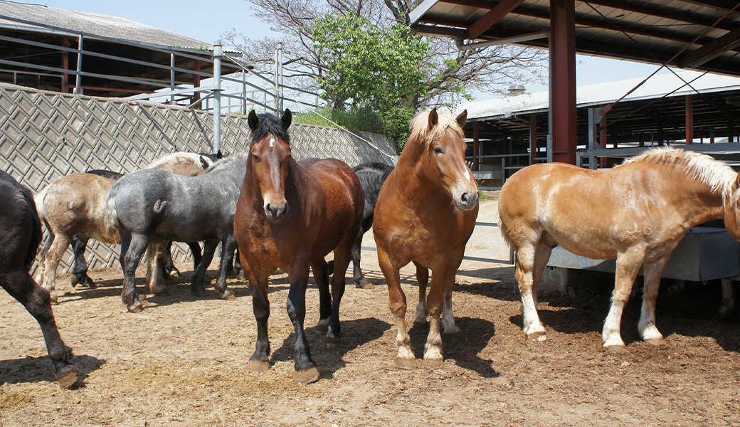 どんな馬が馬刺しになるの?馬の種類によって馬肉の見た目や味が変わるのは本当? | 馬肉総論