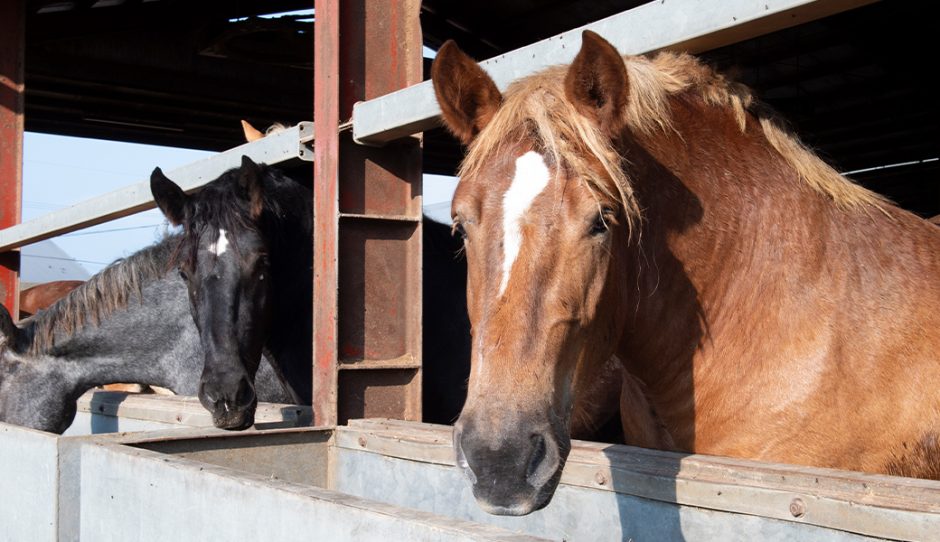 どんな馬が馬刺しになるの?馬の種類によって馬肉の見た目や味が変わるのは本当? | 馬肉総論