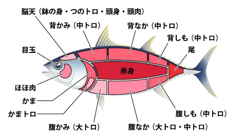 希少な馬刺しの大トロや中トロはどの部位？マグロとの比較もあわせて紹介します | 馬肉総論